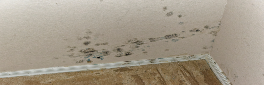 Signs Of Mold Under Hardwood Floors The Complete Guide First Last   Signs Of Mold In Hardwood Floors 1024x330 